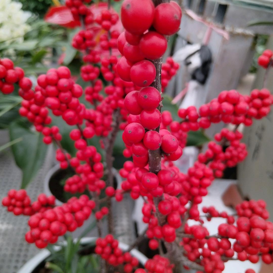 花💖好🌹月🍓圆🍎ღ