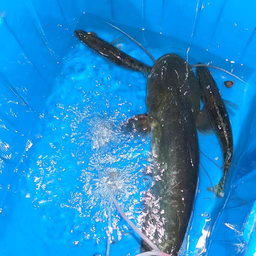 坐在坟头看直播