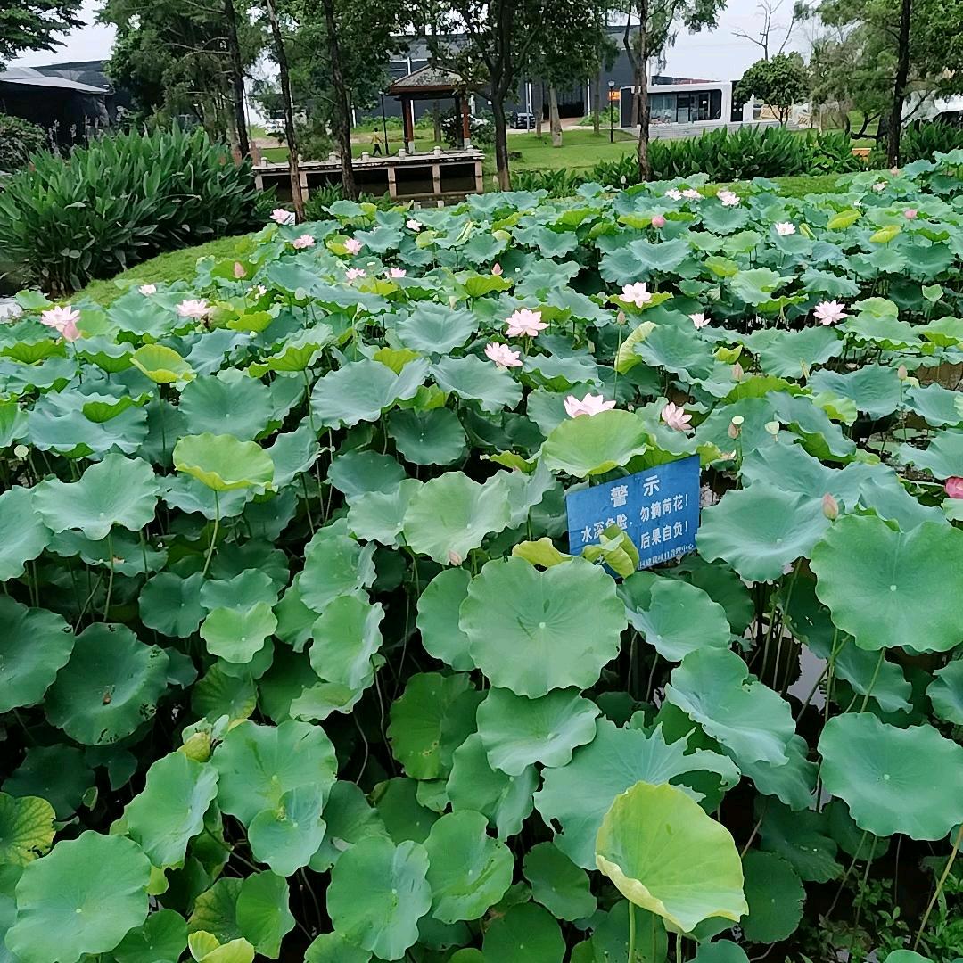 简单