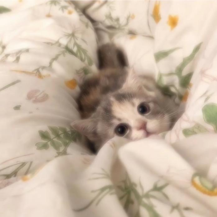 栀子-
