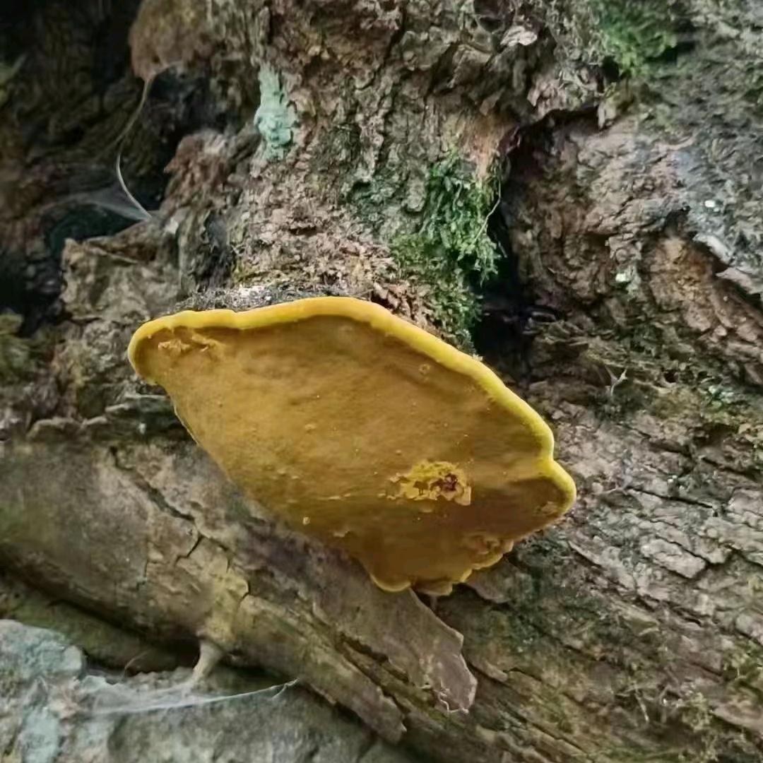 坐拖拉机谈恋爱