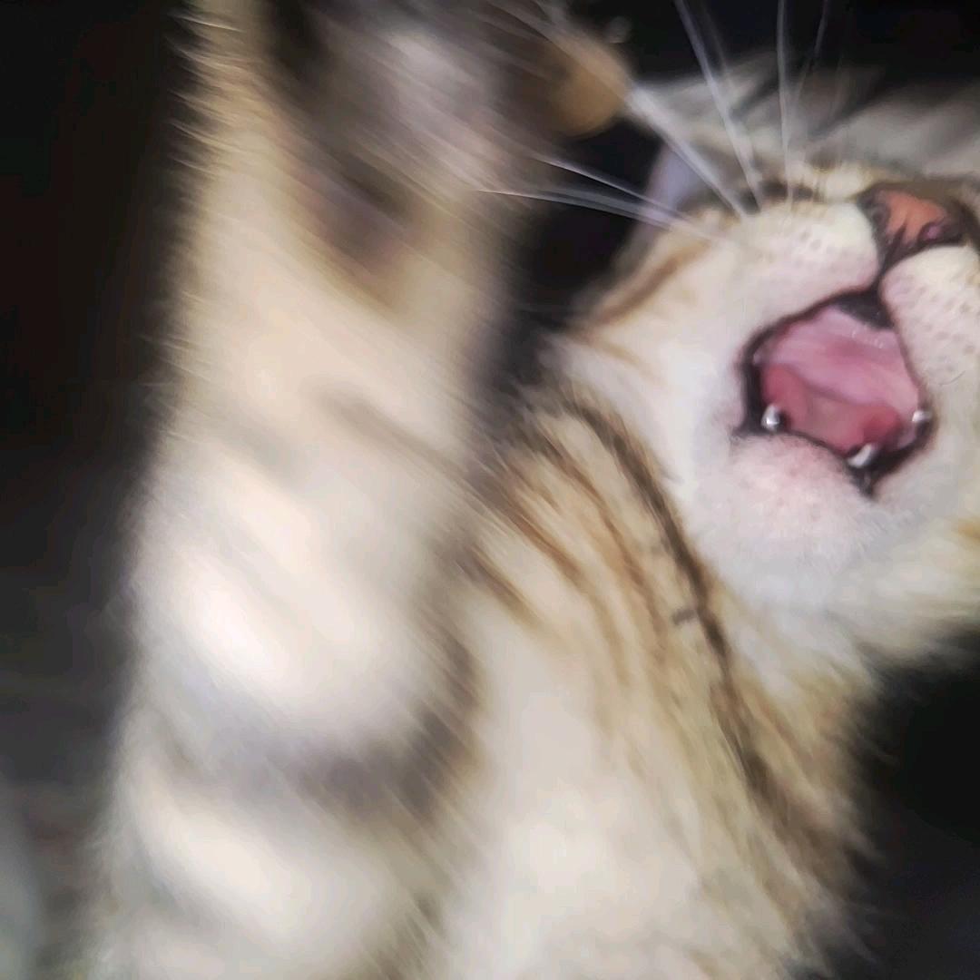 兔子狗