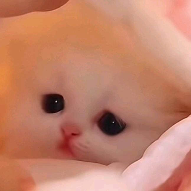 月轩晞晞