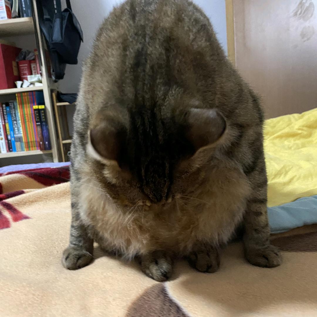 橘猫不烦恼