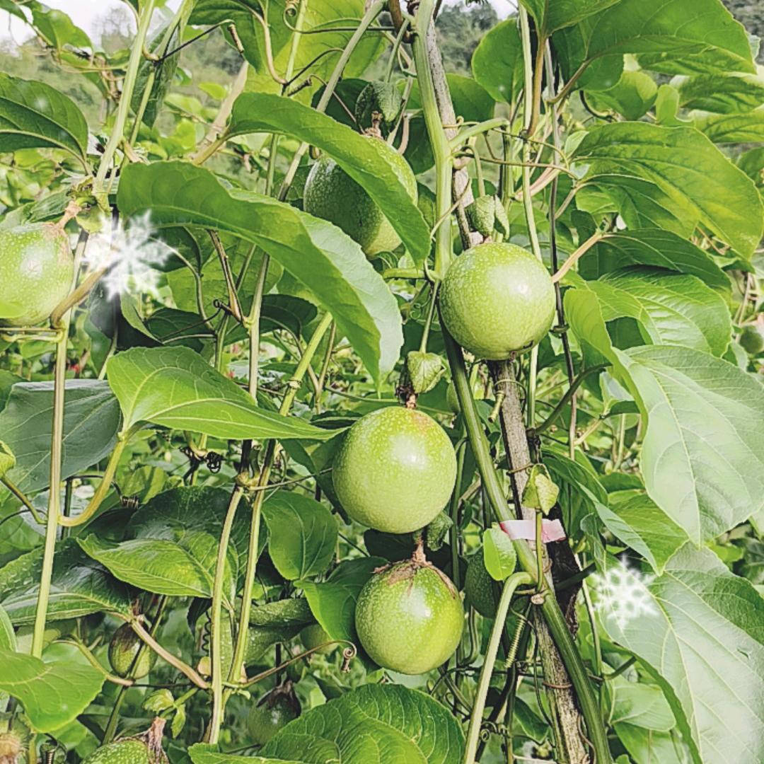 草帽（百香果）