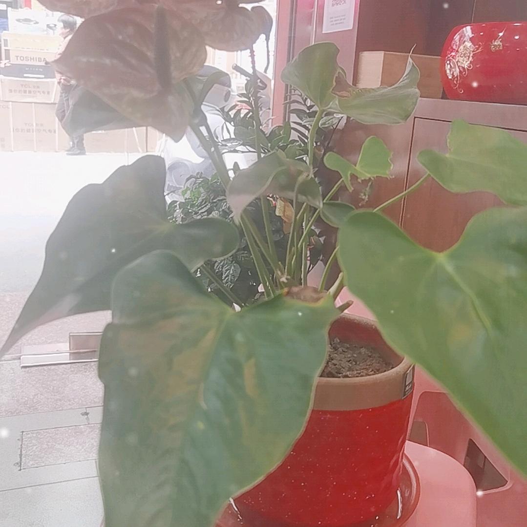 依丽奴优品