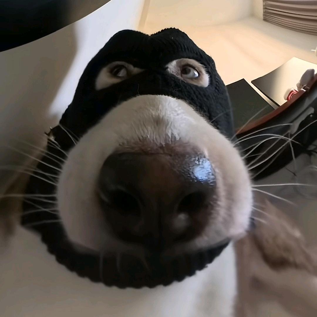 诶嘿嘿