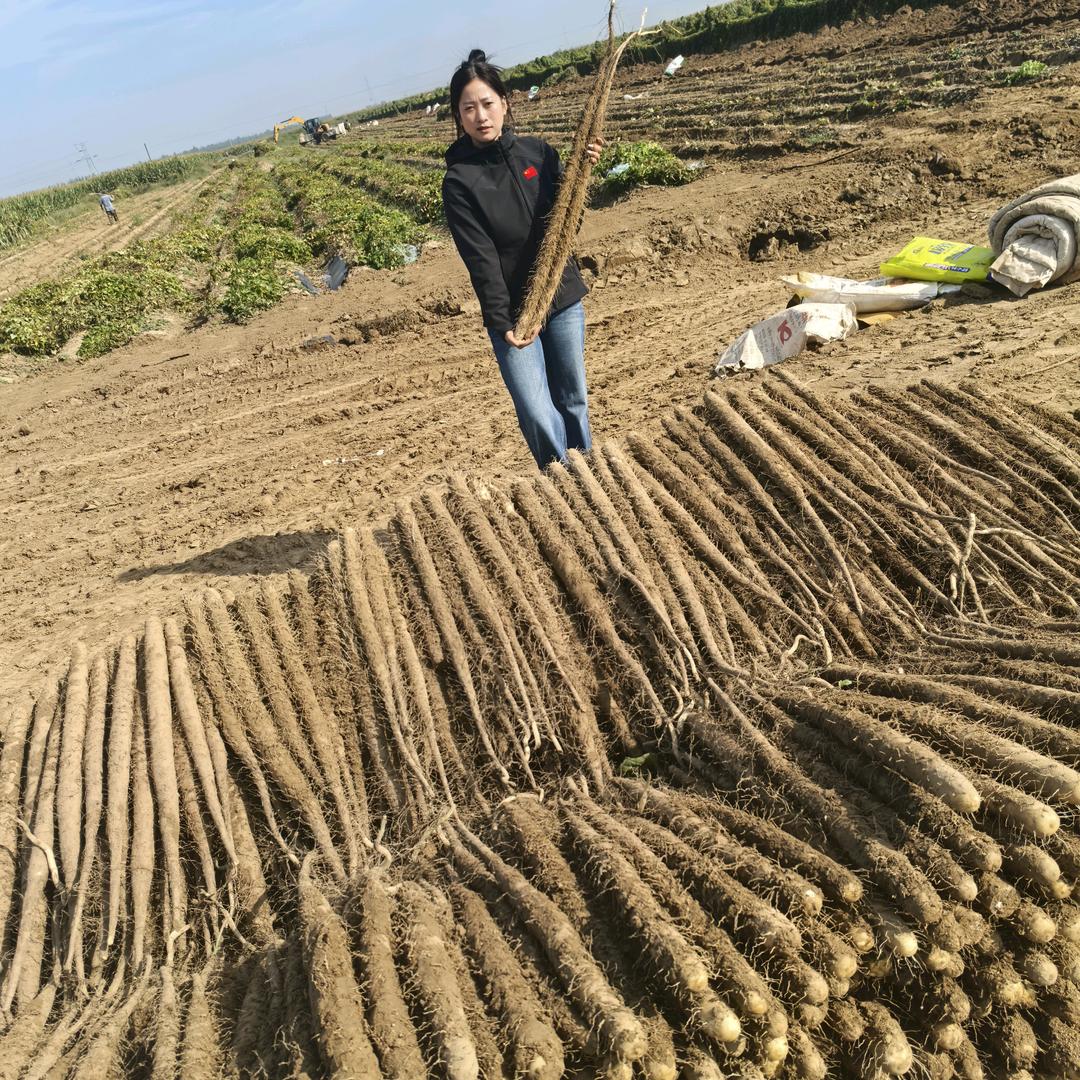甜甜  （亿豪麻山药供应商）