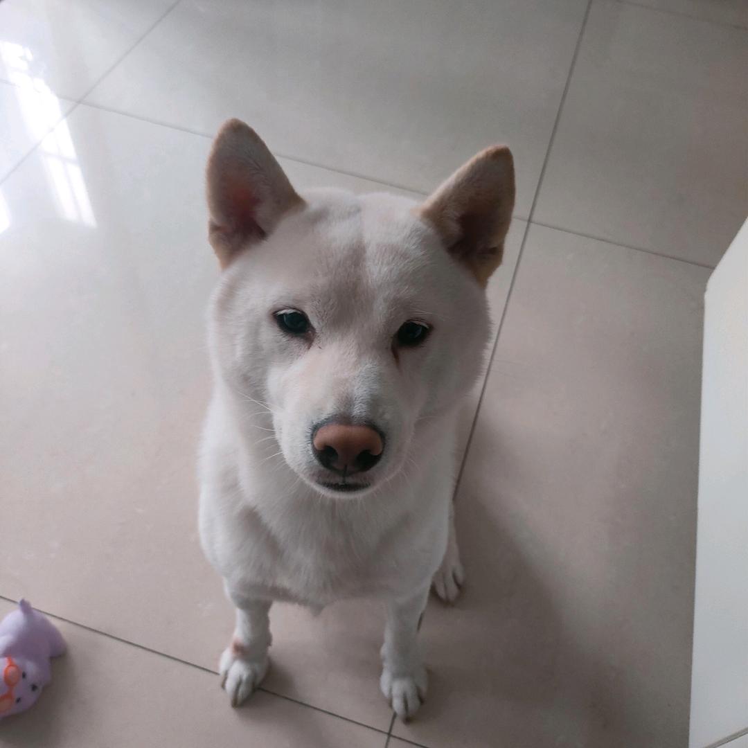 冰棍与铲屎官日记