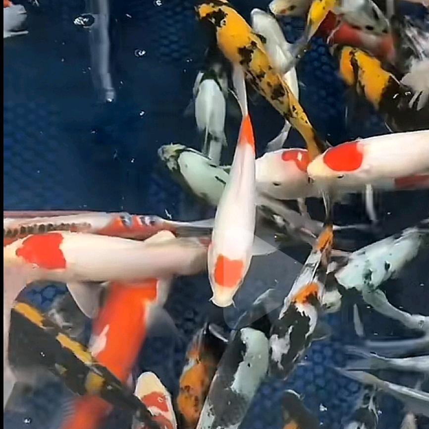 浏阳观赏鱼基地二手架管扣件顶托工字钢买卖