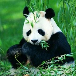 龙宇