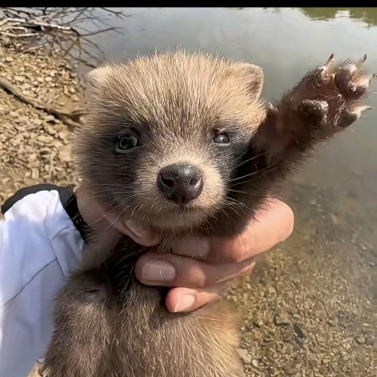 满山的猴子我腚最红