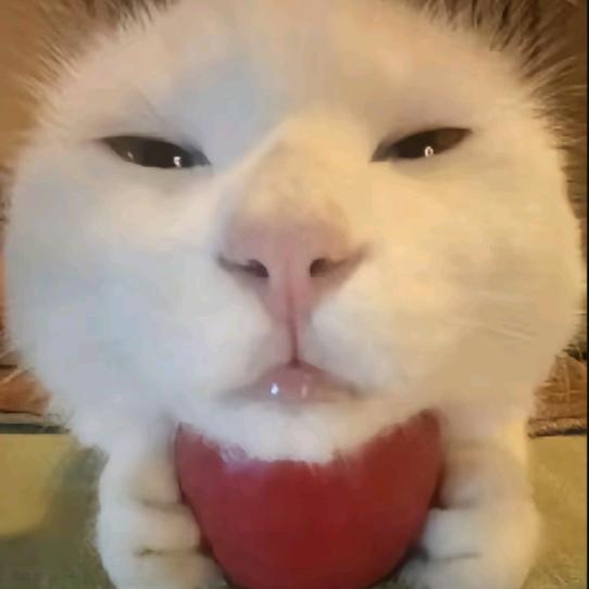 AAA苍南建材楠总