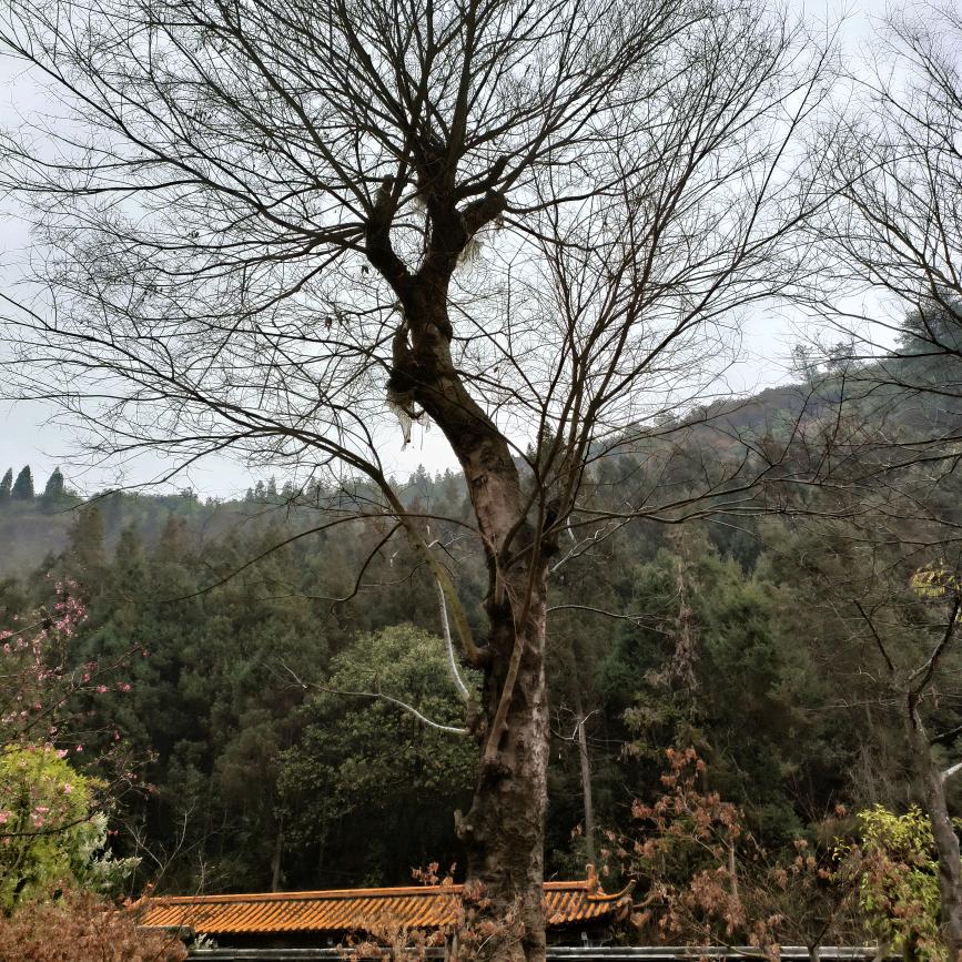 家和