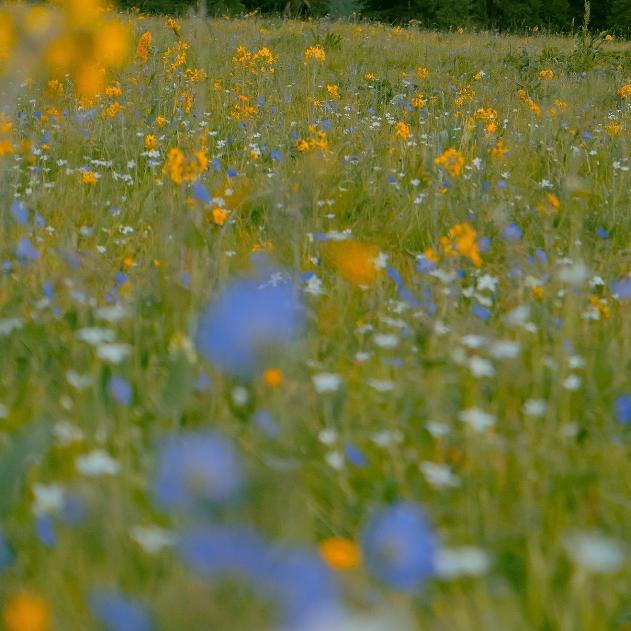 🍂打柔道的椰子