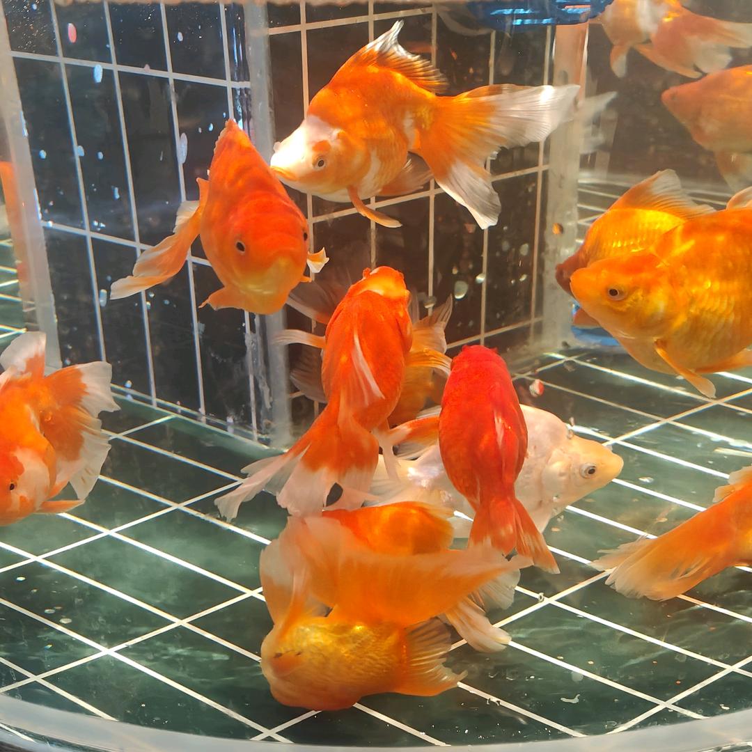 ~~木木