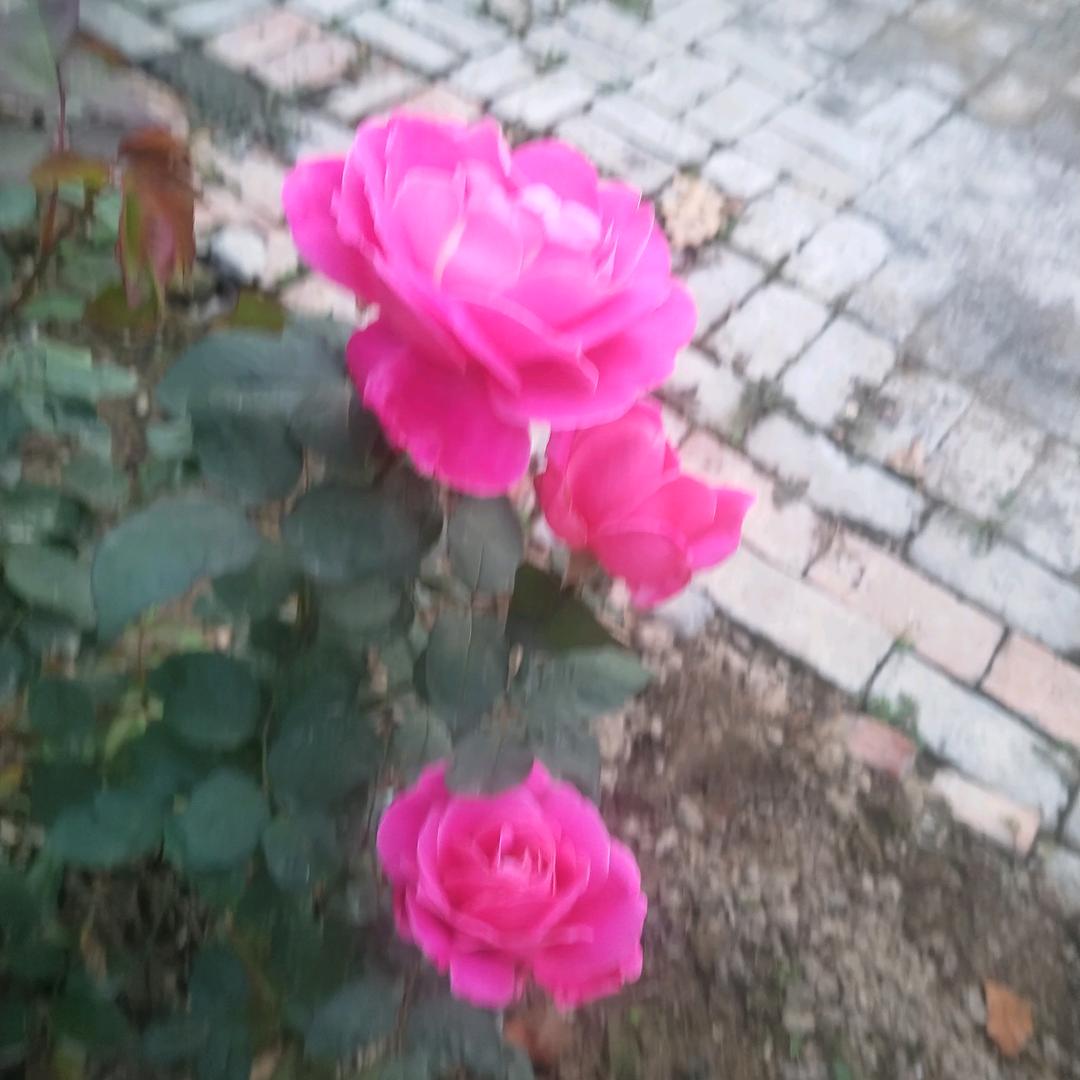 树叶呀
