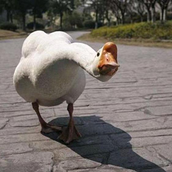 凤凰城林子鸡行