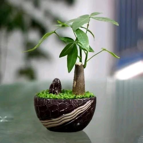 一帘幽梦