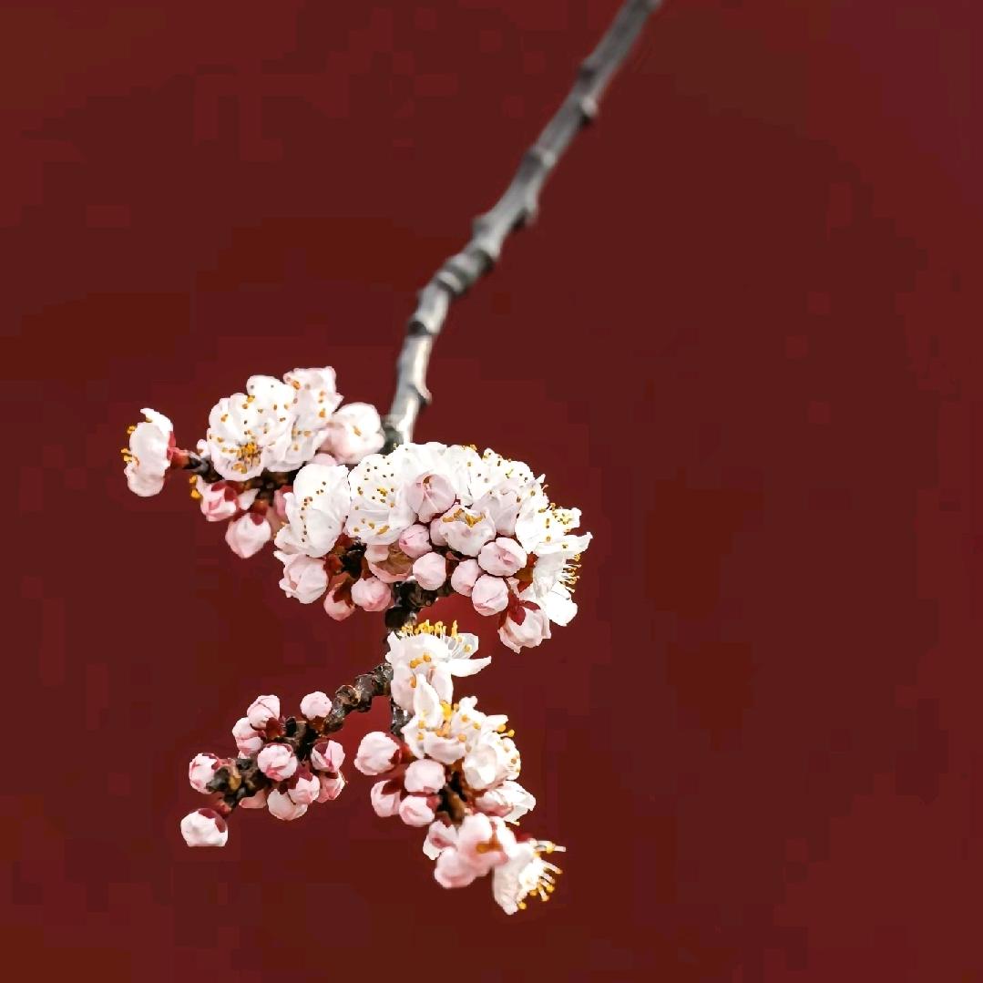 –晚风