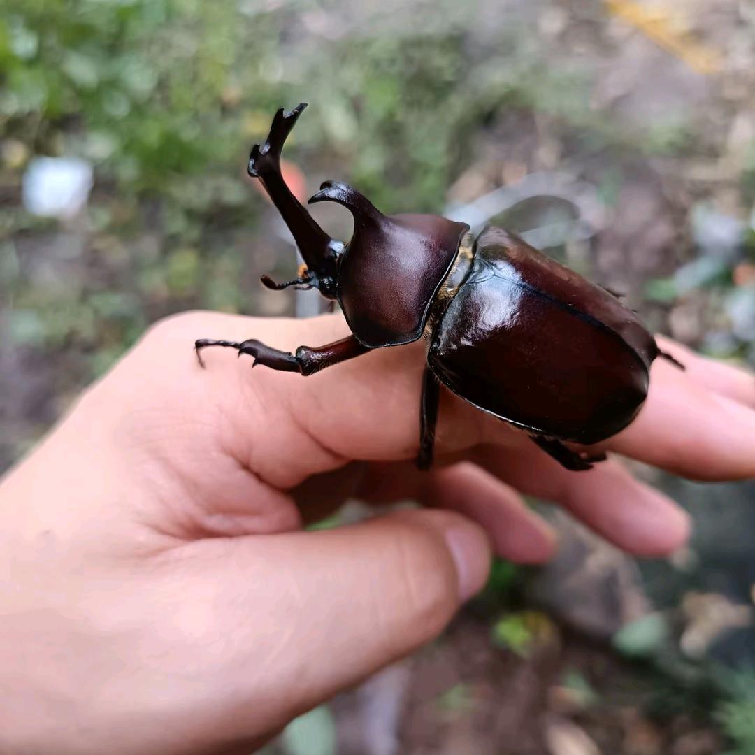 渣 渣 辉
