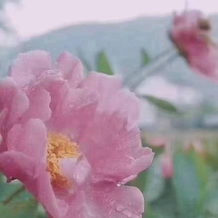玄黛