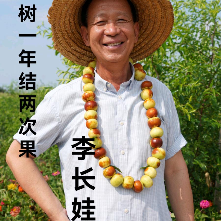 李长娃～枣树专研