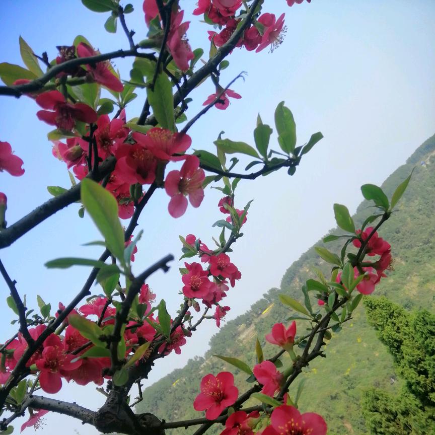 橙子a