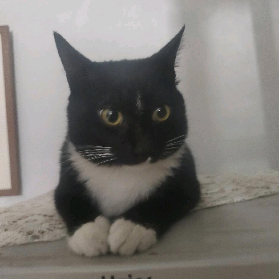 我有四只猫一只黑猫一只花猫还有两只小橘猫