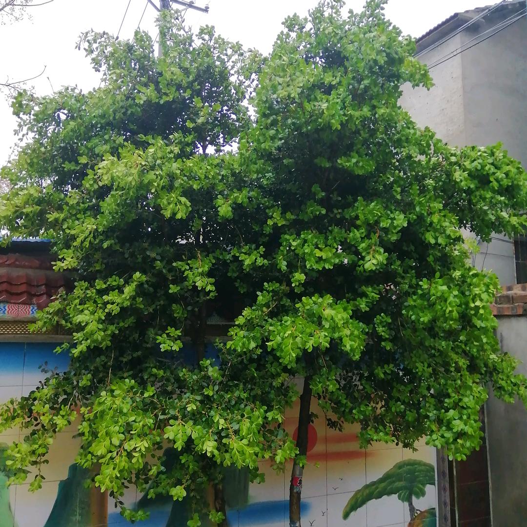 最熟悉的陌生人