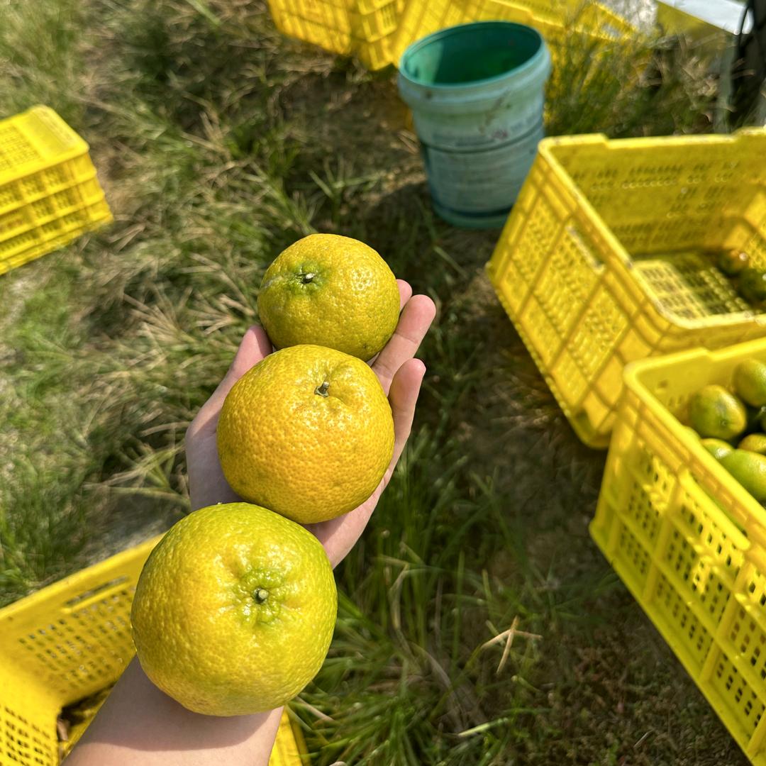 小梁哥 新会陈皮