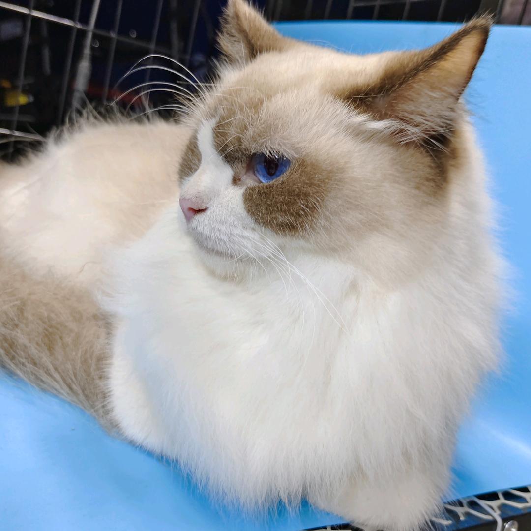 猪猪是只猫