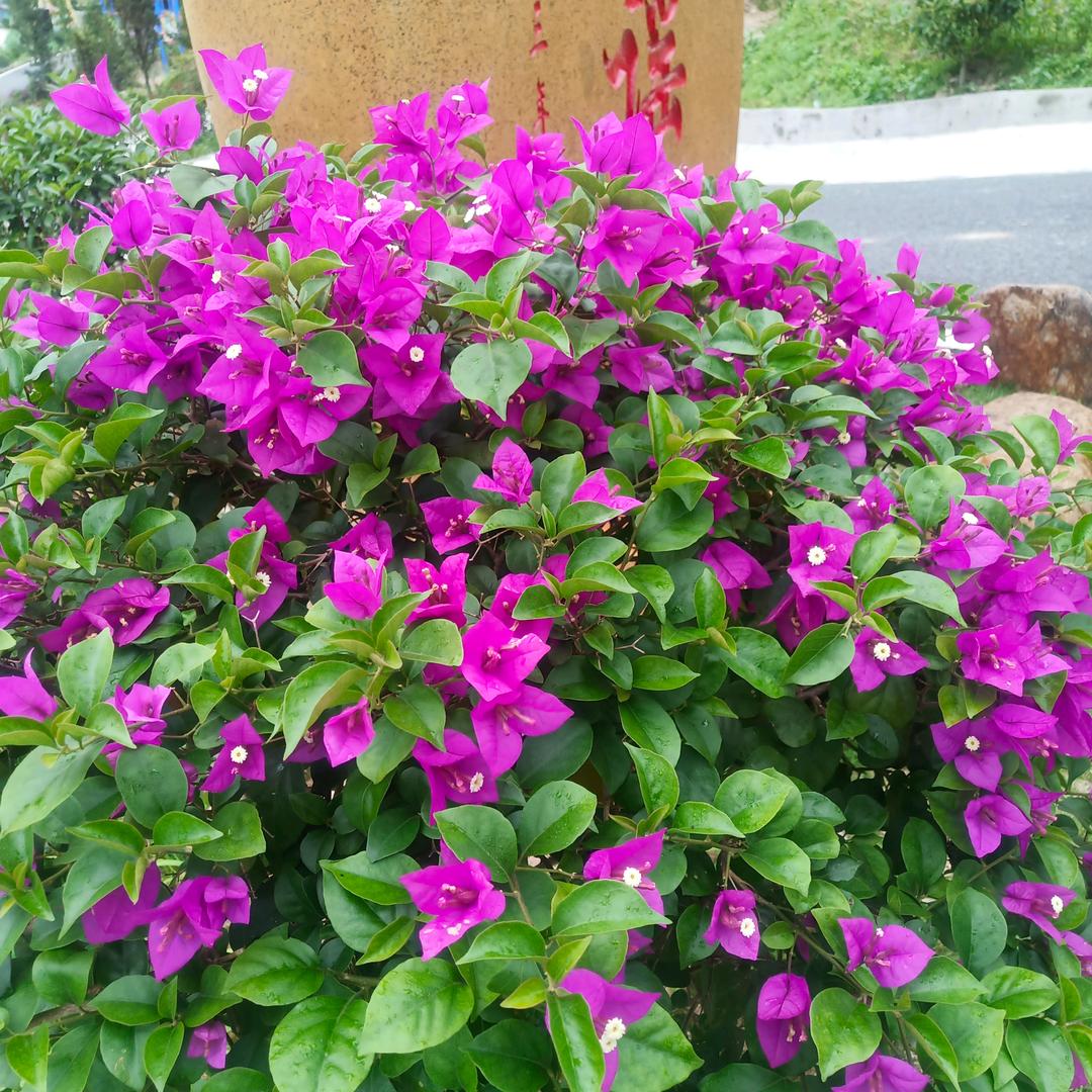 ༊🌺💞᭄ཽ࿆凤꧔ꦿ᭄❀ ͜