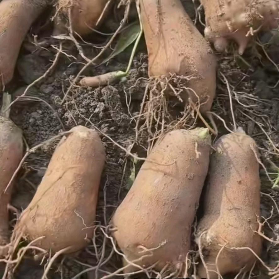 海永中药材种植