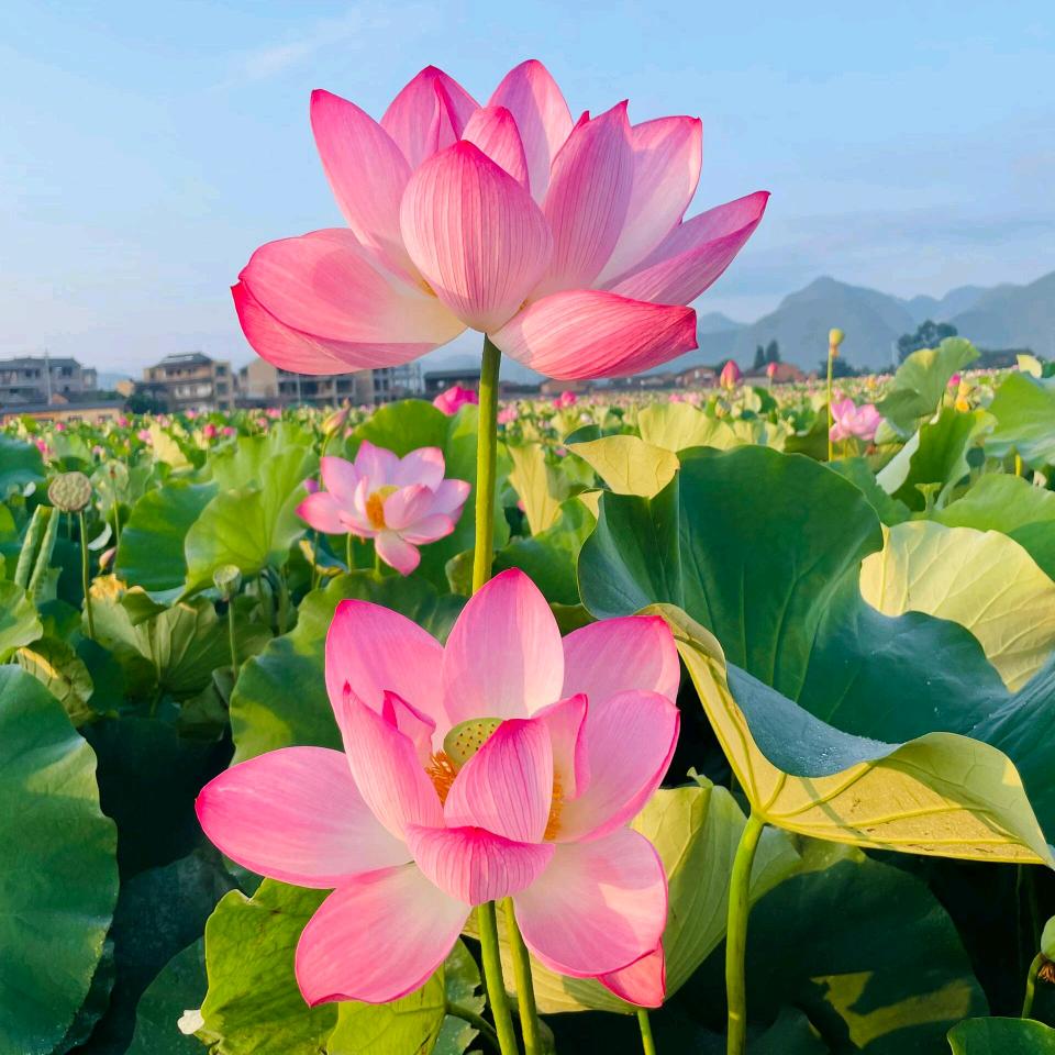 🍀幸运小锦鲤