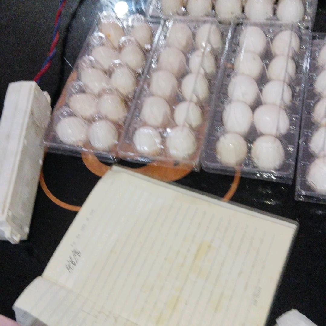 大量出售，鸽子蛋，老鸽子，青年鸽，肉鸽，