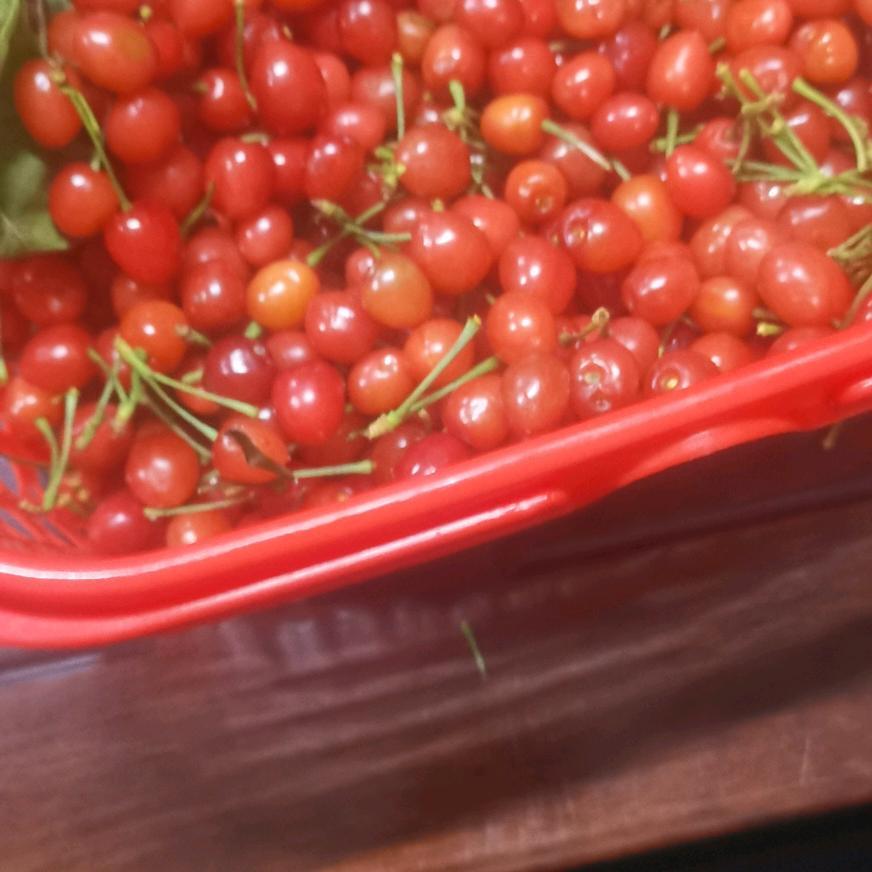 玆莫格尼