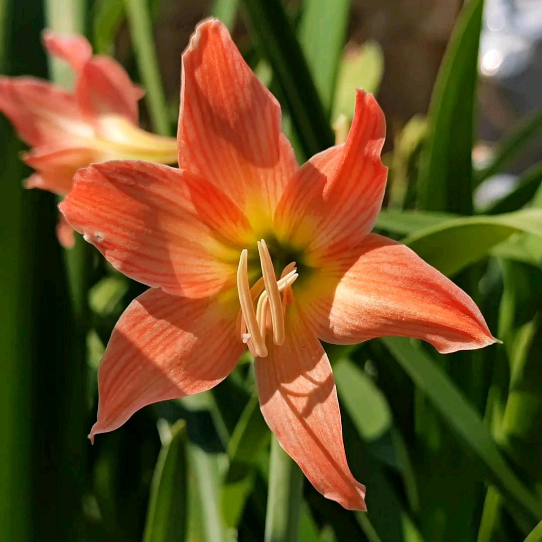 ♦记录乡村生活♦