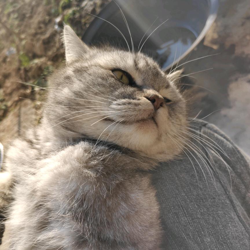 丑九怪
