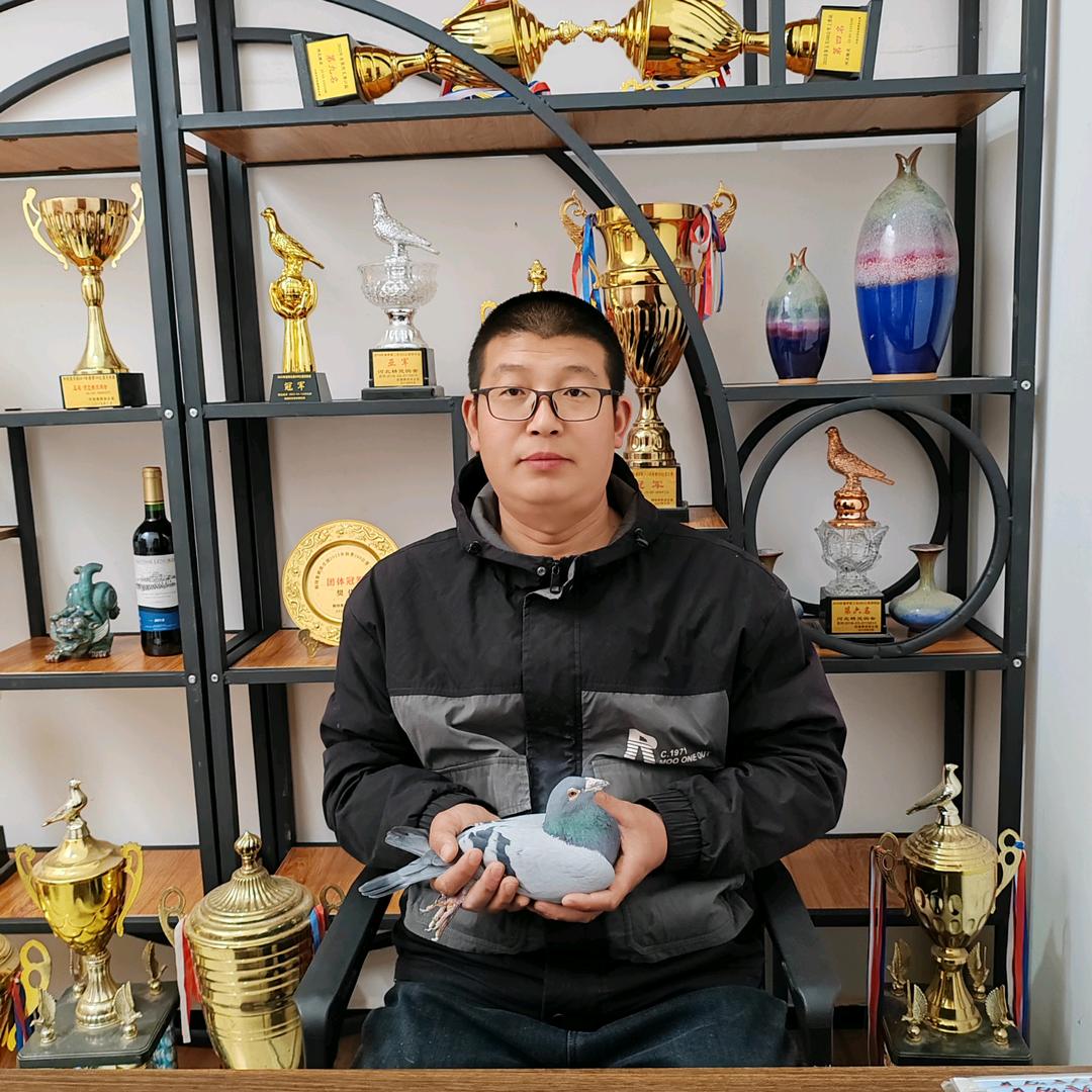 路易斯赛鸽