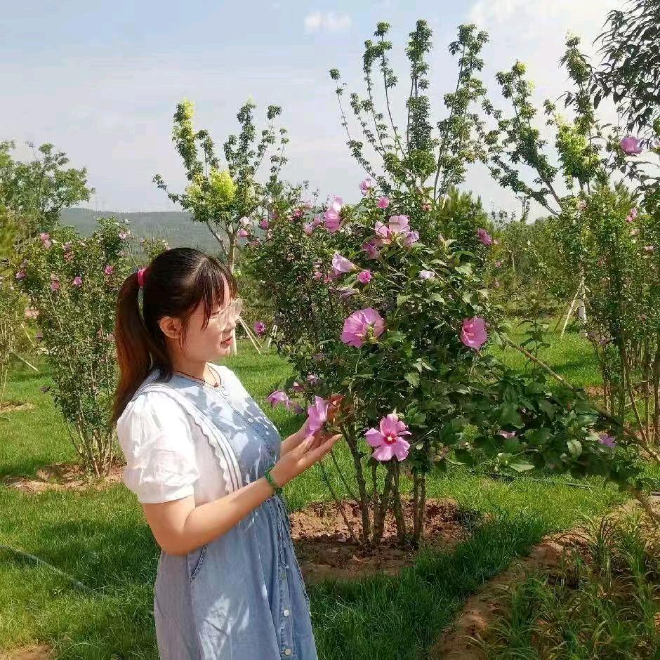 蕾