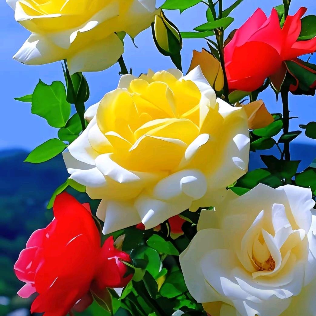 离曲惆怅半生泪