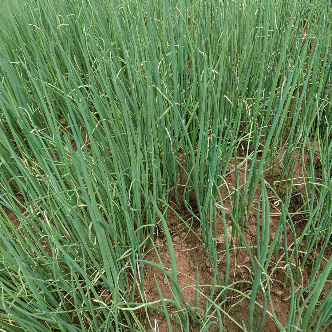 xiaobao（小宝）（有时间开播）