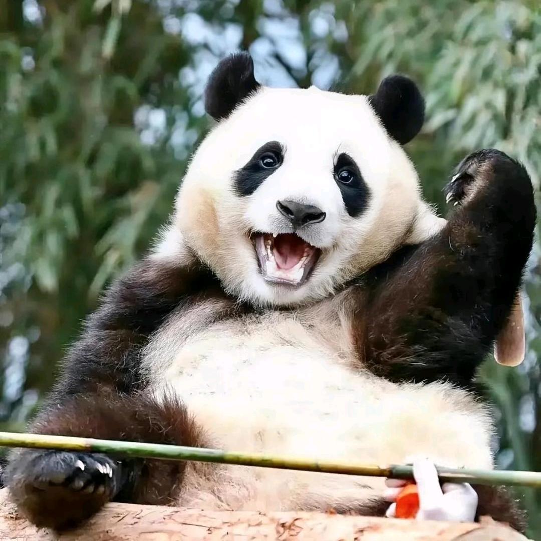 卡卡萌逗
