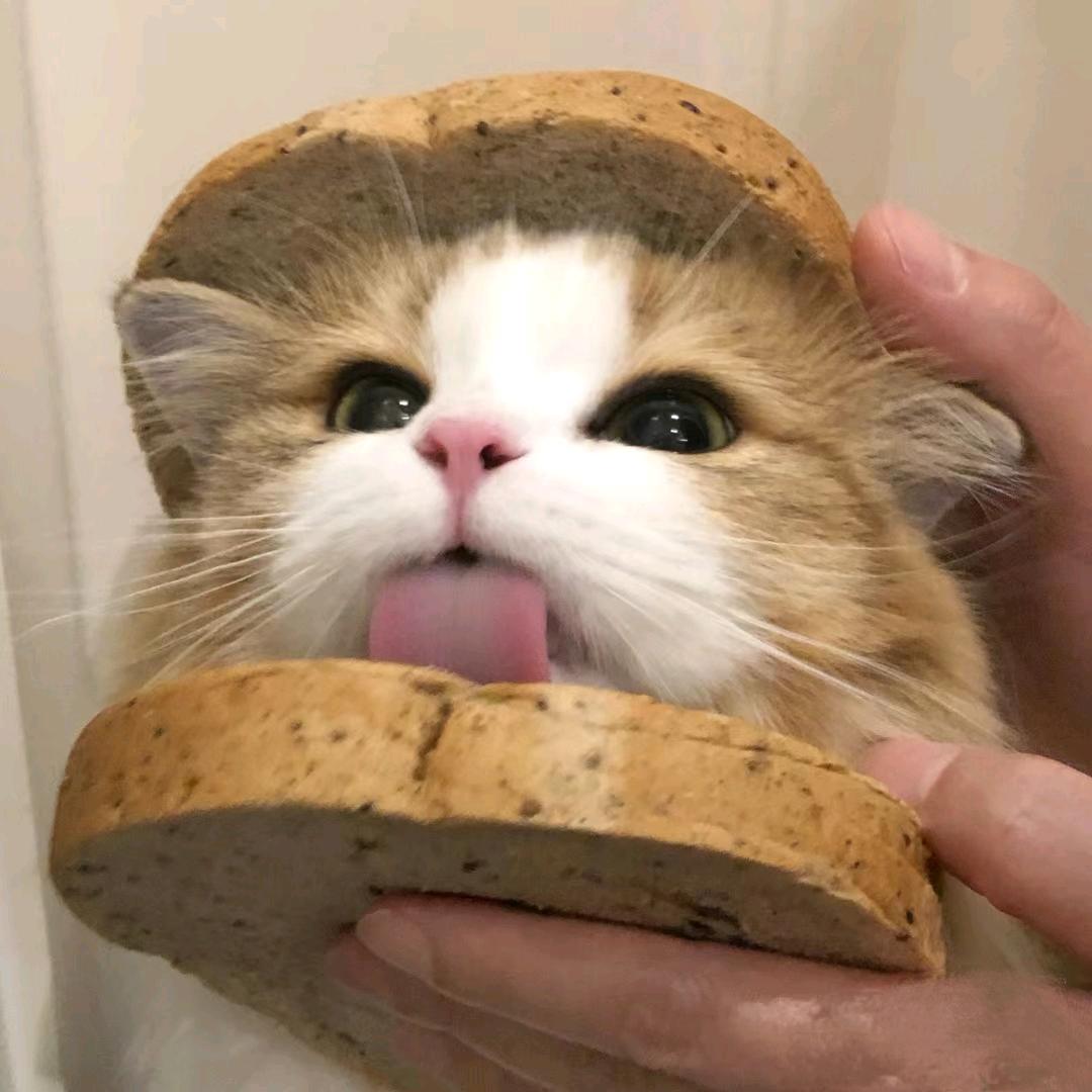 疯狂搓甲的小熊饼干🍪