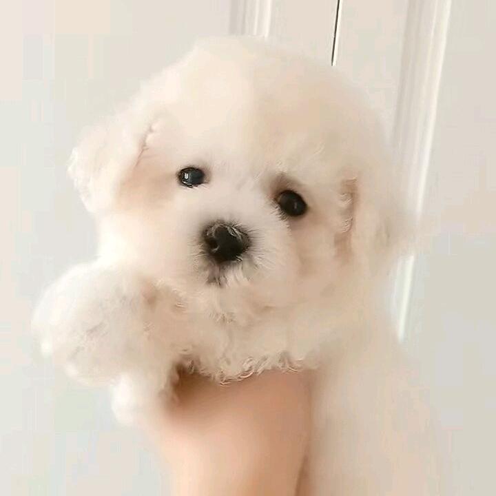 胖哥比熊雪纳瑞犬舍，齐齐哈尔