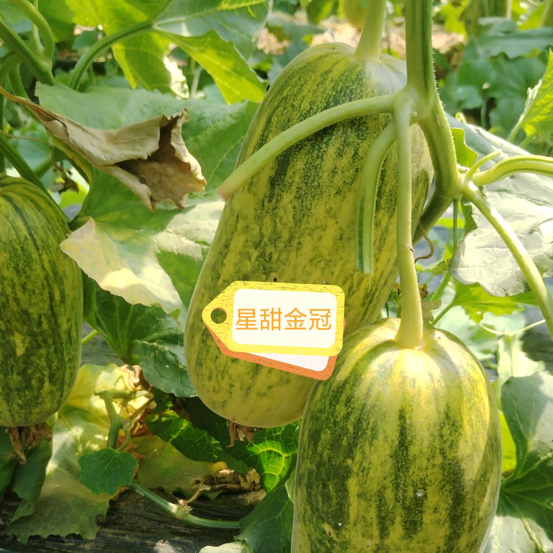 甜瓜，西瓜， 育苗