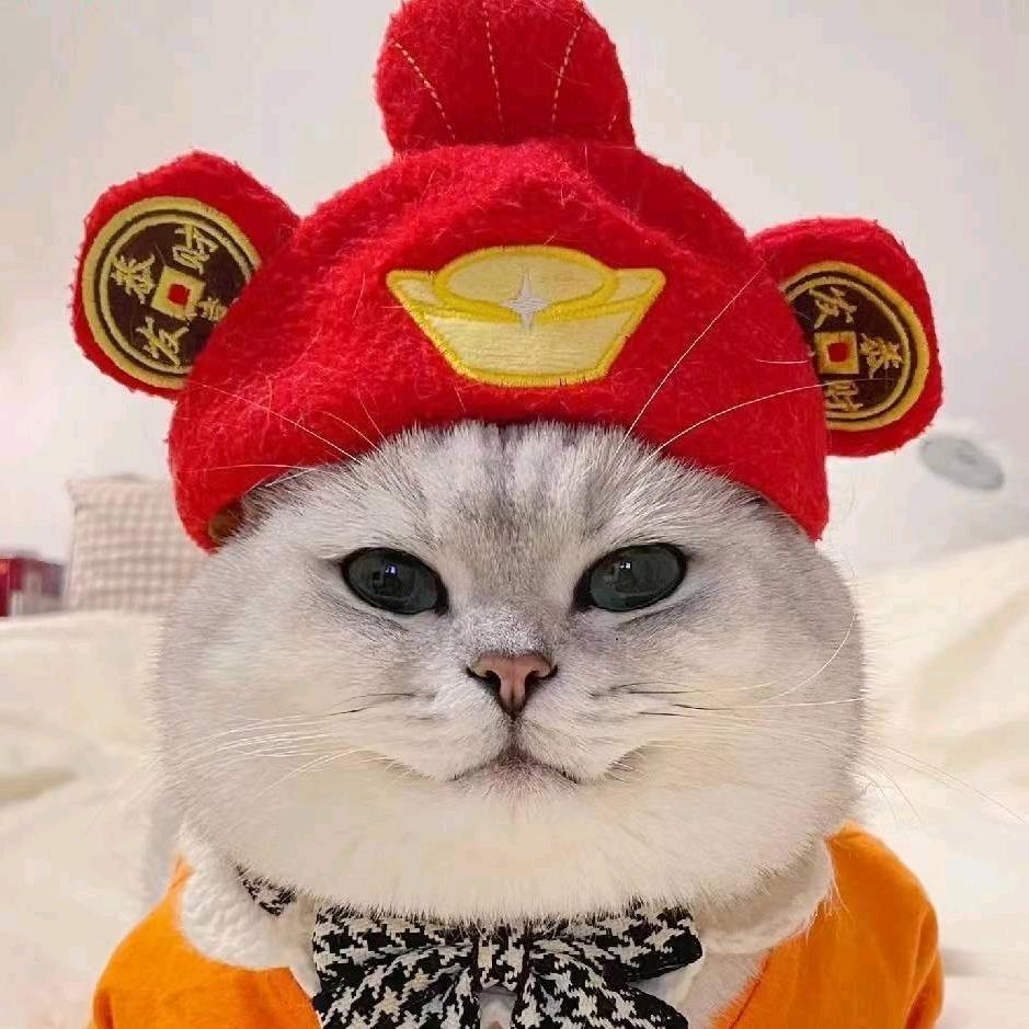 猫猫幸运星
