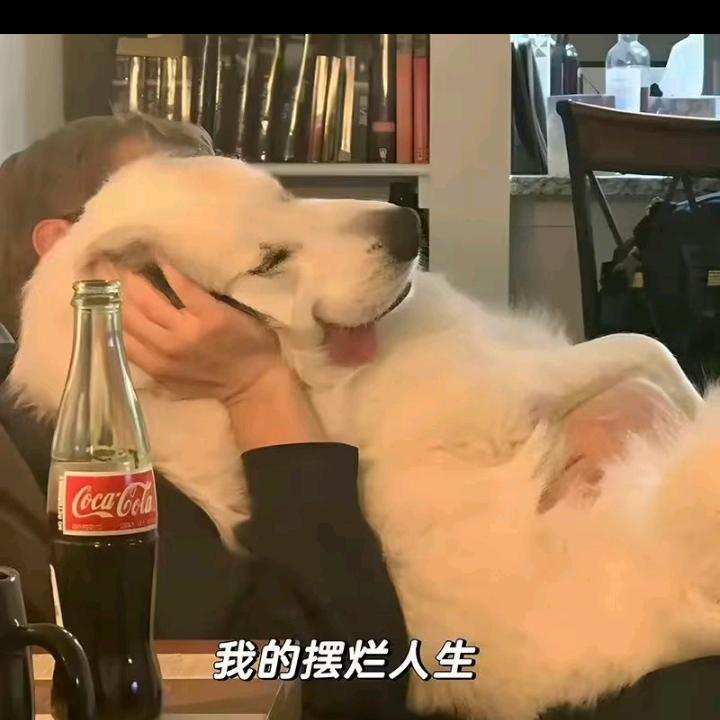 武汉理工大学小熊学长