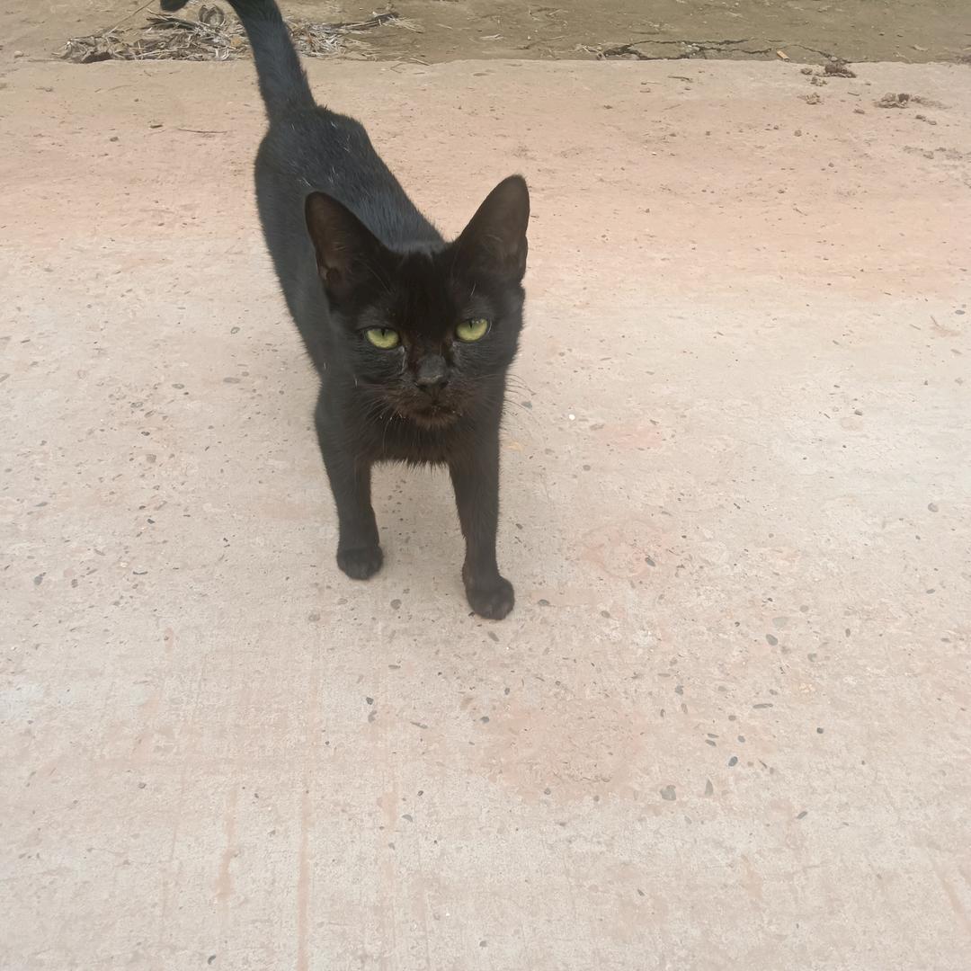 海猫